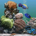 Aquarium Full Of Tropical Fish
