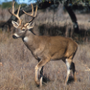 Avcılık Deer LWP