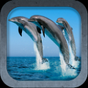 Beautiful Dolphins HD