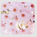 Cherry Flowers Live Wallpaper