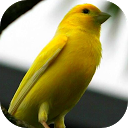 Bird Singing: Canary