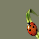Ladybug on Desktop