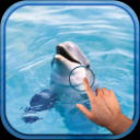 Magic Wave : Cute Dolphin