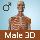 Male Anatomy 3D - Anatronica