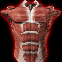 Muscular System 3D