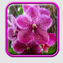 Pink Orchid Live Wallpaper