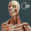 Visual Anatomy 3D Human indir