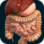 Internal Organs in 3D indir