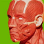 Muscular System 3D (Anatomy) indir
