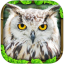 Owl Simulator indir