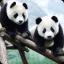 Panda 3D indir