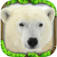 Polar Bear Simulator indir
