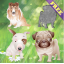Puppy Dog Puzzles For Toddlers indir