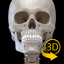 Skeleton 3D Anatomy indir