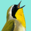 Song Sleuth: Auto Bird Song ID indir