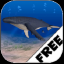 The Humpback Whale Free indir