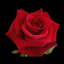 Valentines Day Roses indir