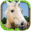 Wild Horse Simulator indir