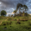 Yeni Zelanda'dan Manzaralar: One Tree Hill Teması indir