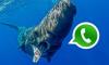 WhatsApp Üzerinden Mavi Balina Yayılmaya Başladı