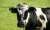 Changing the cow's diet can give us much healthier milk, butter and cheese - News - indir.com