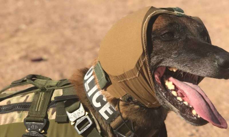 The American army intends to better ensure the great hearing of its dog helpers