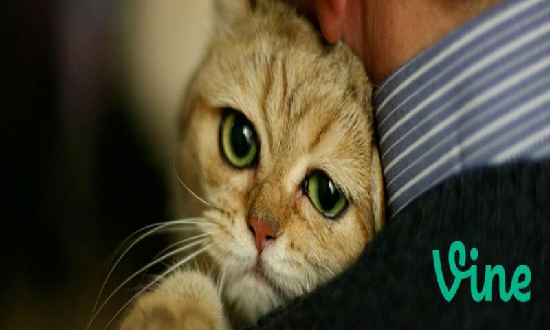 Twitter, Vine'ın fişini çekti